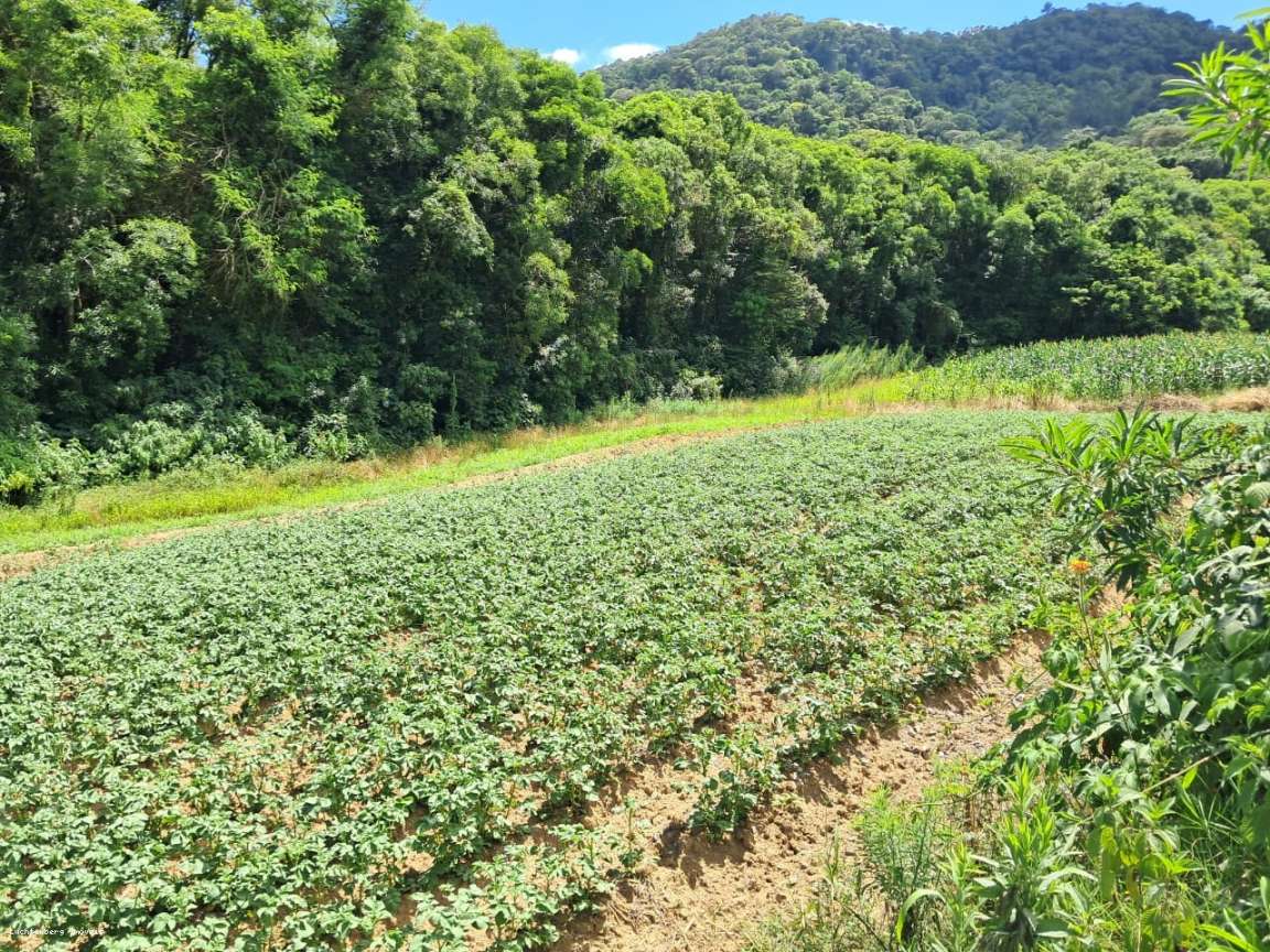 Sítio, 2 hectares - Foto 6