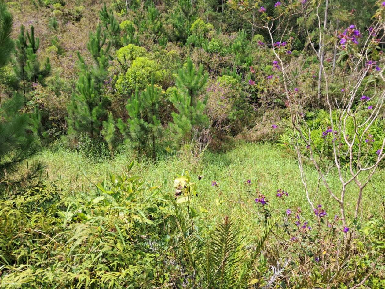 Chácara, 3 hectares - Foto 25