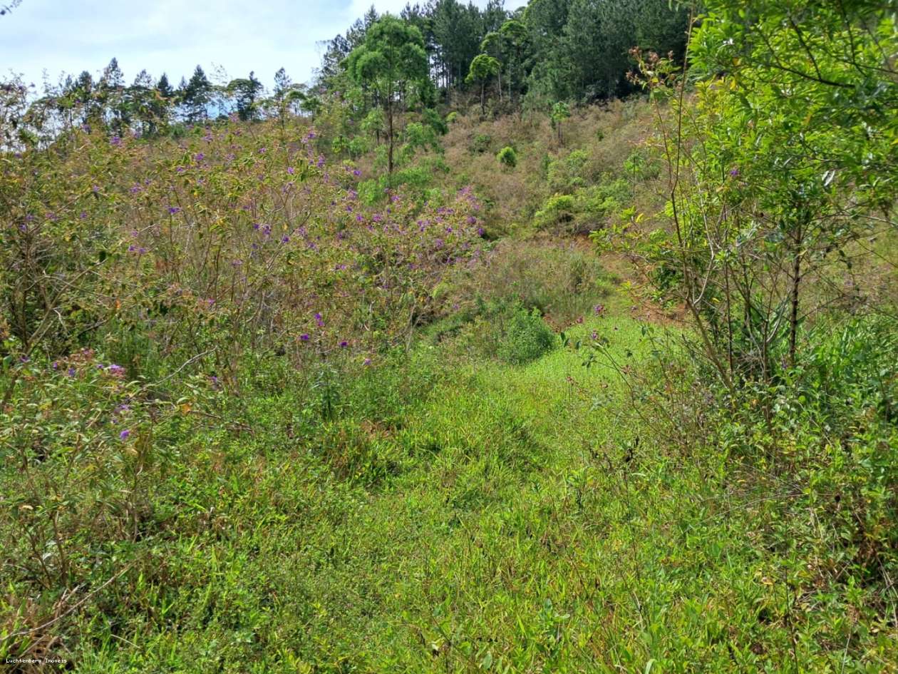 Chácara, 3 hectares - Foto 29