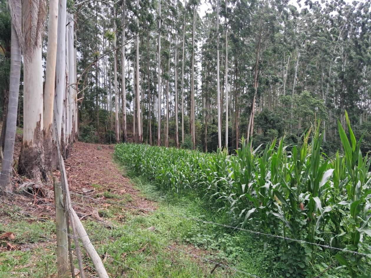 Chácara, 7 hectares - Foto 3