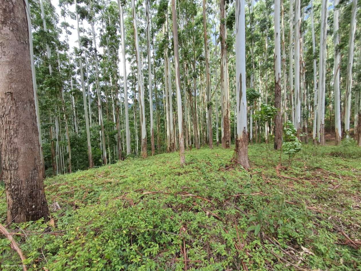 Chácara, 7 hectares - Foto 4