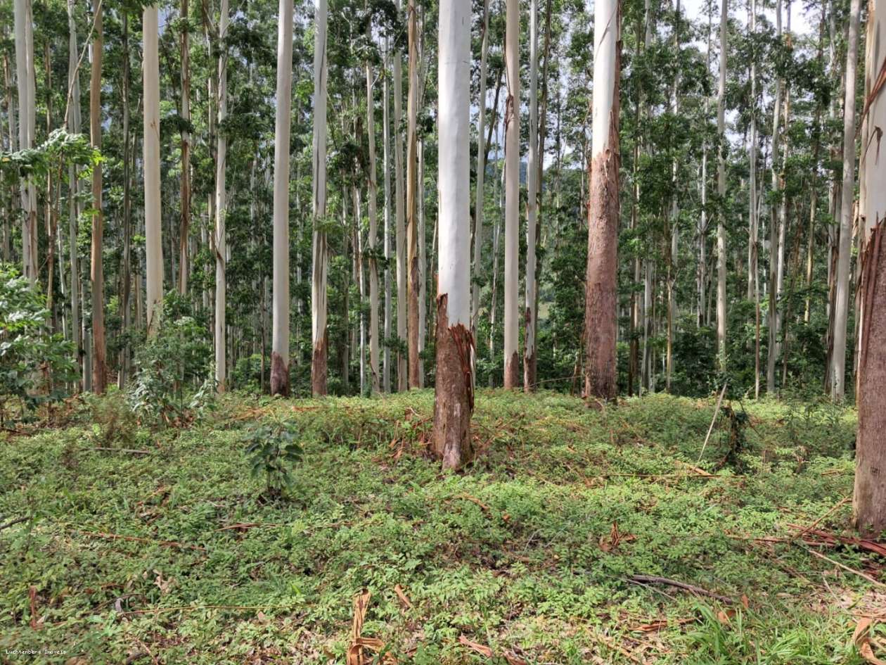 Chácara, 7 hectares - Foto 10