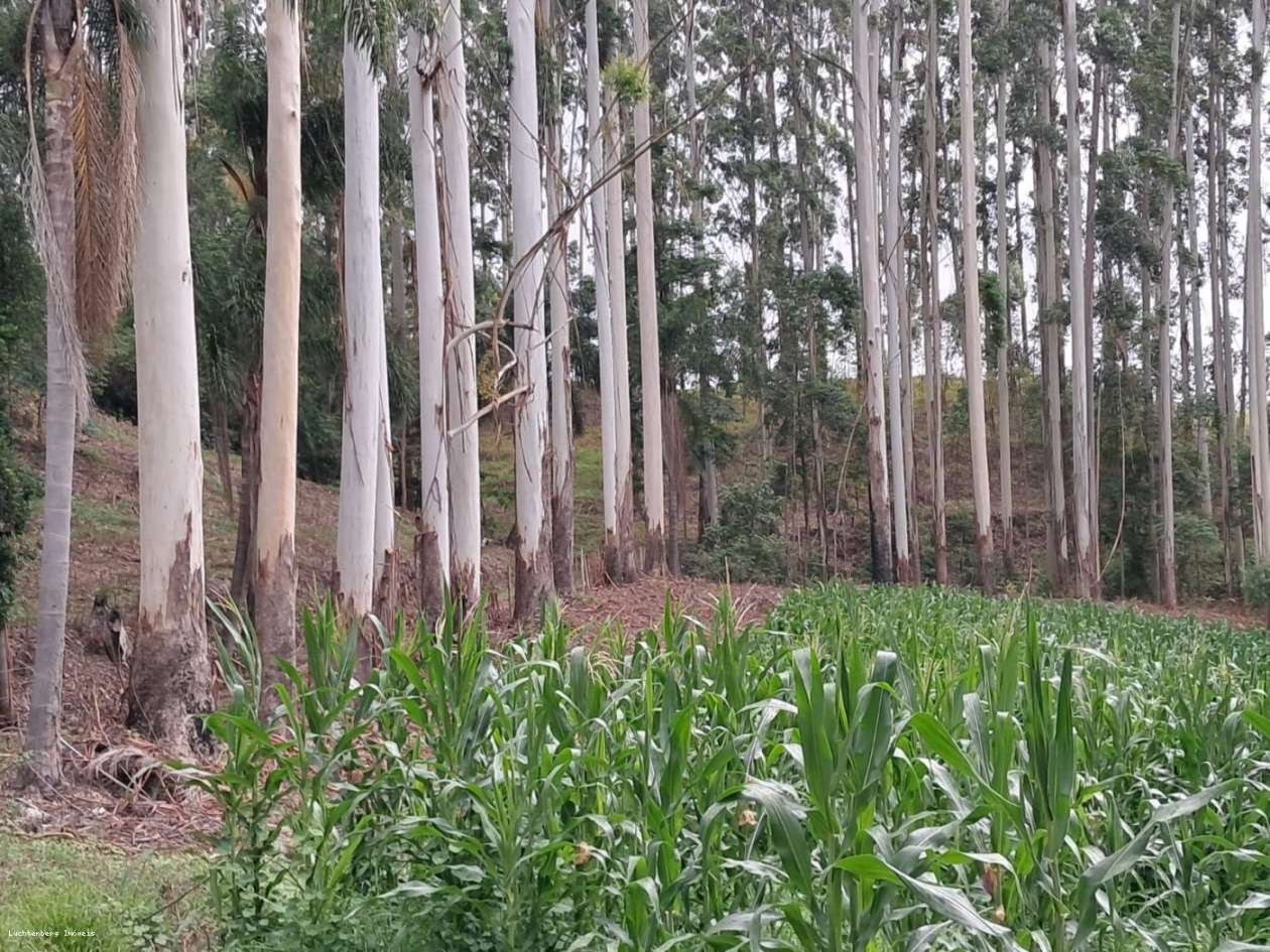 Chácara, 7 hectares - Foto 26